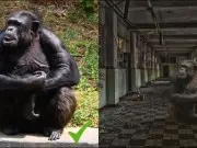 Shutterstock回应PETA呼吁，要求用户禁止上传非自然状态下拍摄之猿猴照片