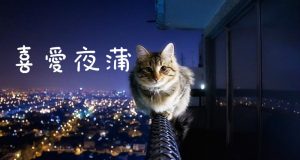 猫奴注意!!其实你们的主子喜爱夜蒲！