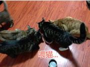 一个机器人加上AI赶猫结果最后变成铲屎官的故事