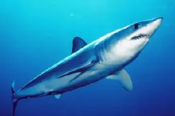 细看速度最快的鲨鱼皮肤构造，科学家发现超高速飞机设计秘方