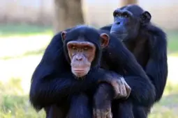 黑猩猩因盗猎濒临灭绝，这项技术或许会改变它们的命运