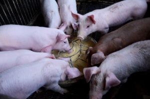 中国启动非洲猪瘟疫苗研发