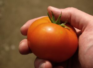 辣番茄与更甜的草莓，基因编辑启动农业革命
