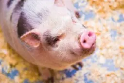 日团队计划在猪体内培育人类胰脏，创日本首例