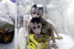 中国诞生首批失眠复制猴，有助生物节律疾病研究