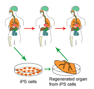 iPS 细胞？此 iPS 非彼 IPS，细胞回春术方兴未艾