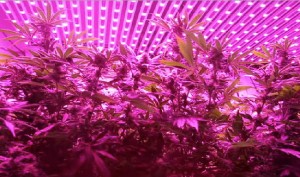 LED 照明技术种大麻，68 天完美收成